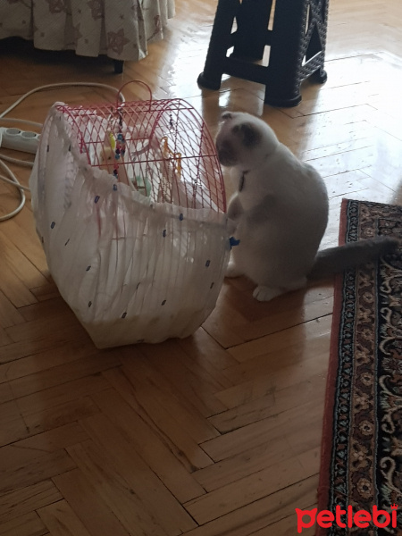 Scottish Fold, Kedi  Joker fotoğrafı