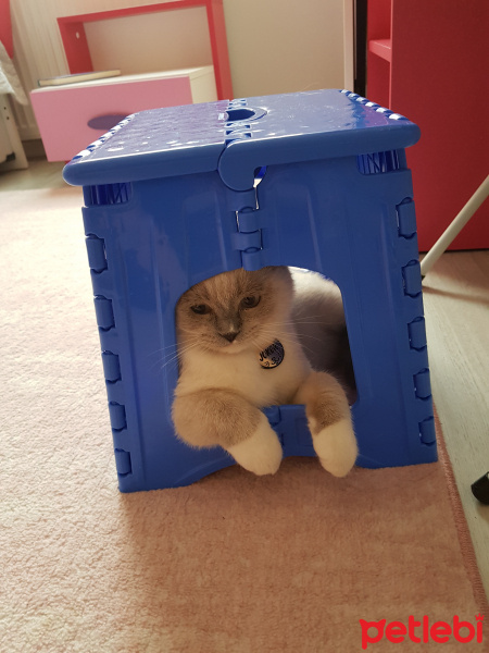 Scottish Fold, Kedi  Joker fotoğrafı