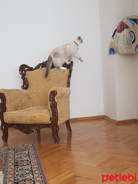 Scottish Fold, Kedi  Joker fotoğrafı