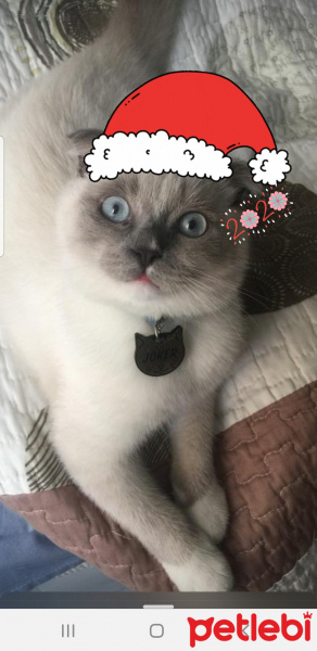 Scottish Fold, Kedi  Joker fotoğrafı