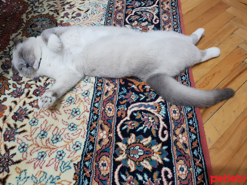 Scottish Fold, Kedi  Joker fotoğrafı