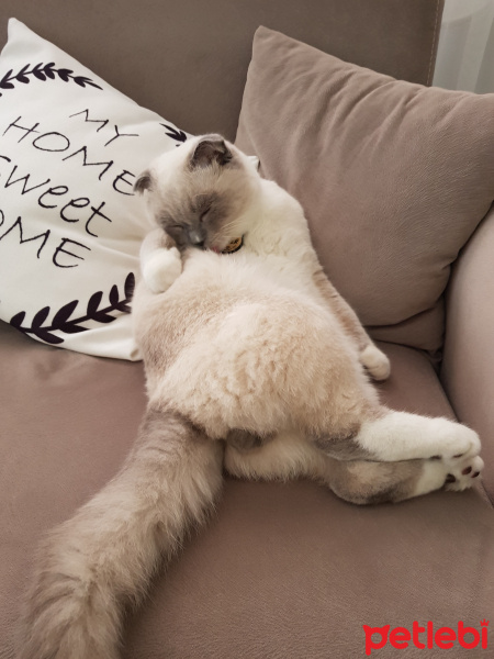 Scottish Fold, Kedi  Joker fotoğrafı