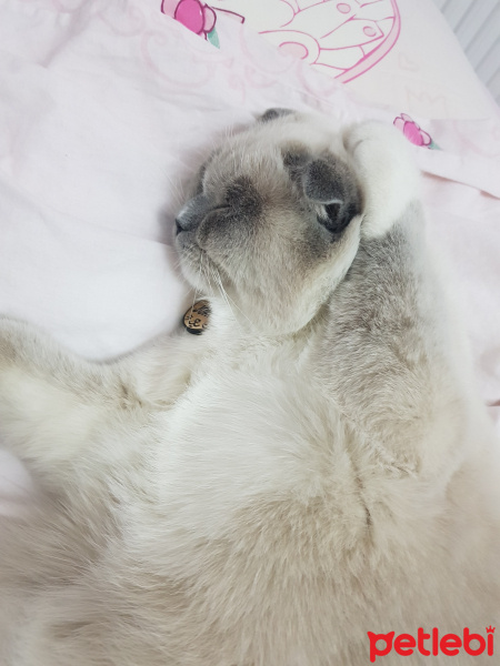 Scottish Fold, Kedi  Joker fotoğrafı