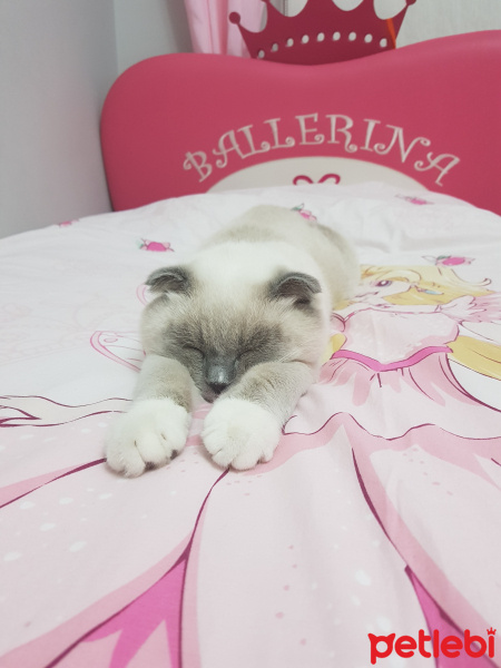 Scottish Fold, Kedi  Joker fotoğrafı