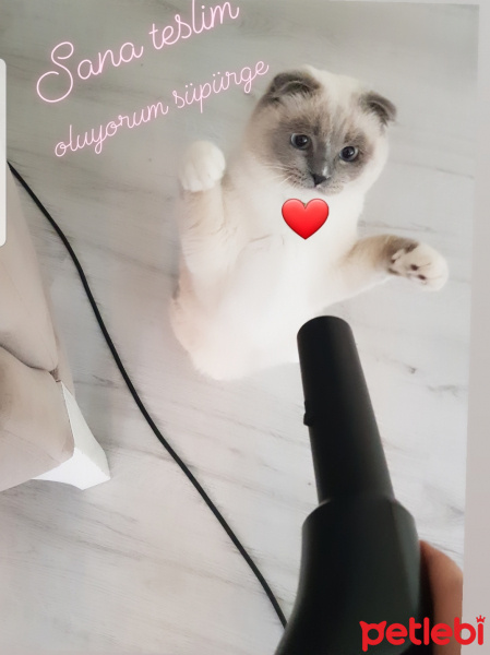 Scottish Fold, Kedi  Joker fotoğrafı