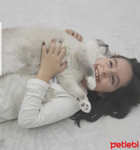 Scottish Fold, Kedi  Joker fotoğrafı