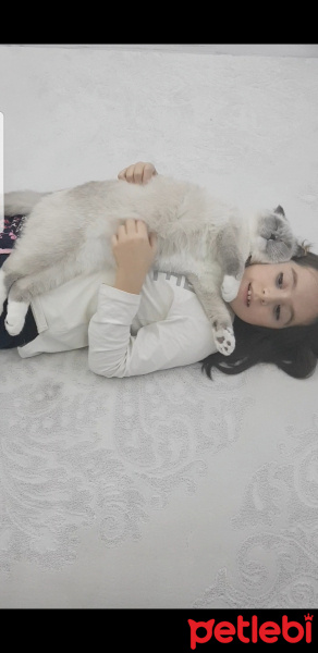 Scottish Fold, Kedi  Joker fotoğrafı