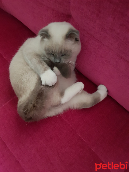 Scottish Fold, Kedi  Joker fotoğrafı