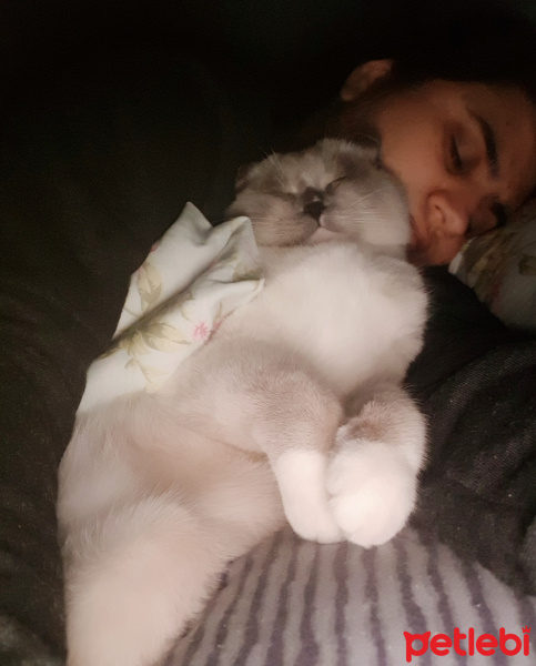 Scottish Fold, Kedi  Joker fotoğrafı