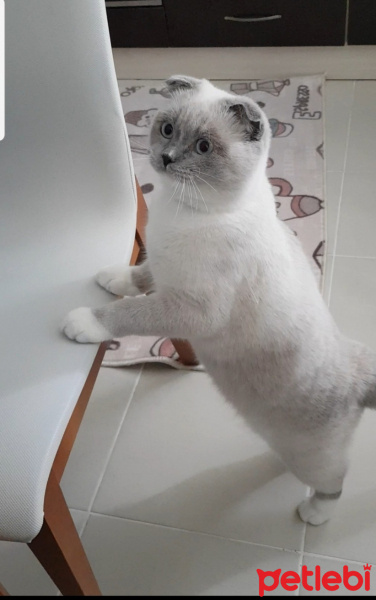 Scottish Fold, Kedi  Joker fotoğrafı