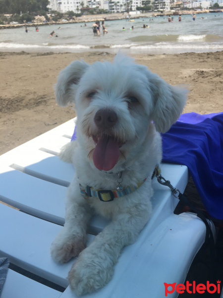 Maltese, Köpek  Mia fotoğrafı