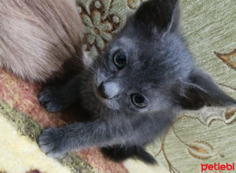 Mavi Rus, Kedi  Midas fotoğrafı