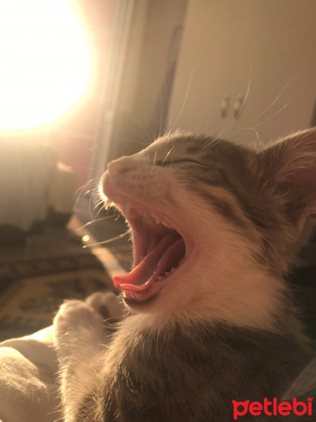 Tekir Kedi, Kedi  miniş fotoğrafı