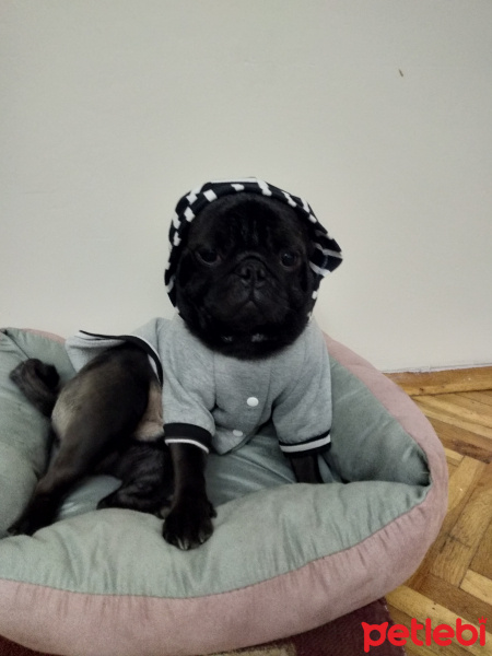 Pug, Köpek  Hugo fotoğrafı