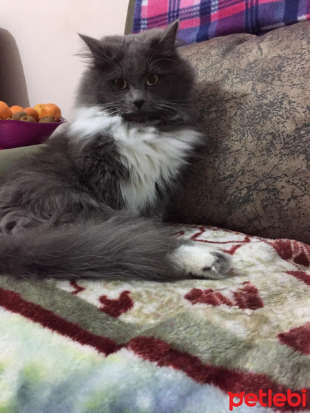 Himalayan, Kedi  minnak fotoğrafı