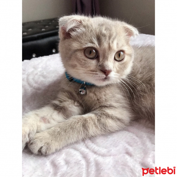 Scottish Fold, Kedi  leo fotoğrafı