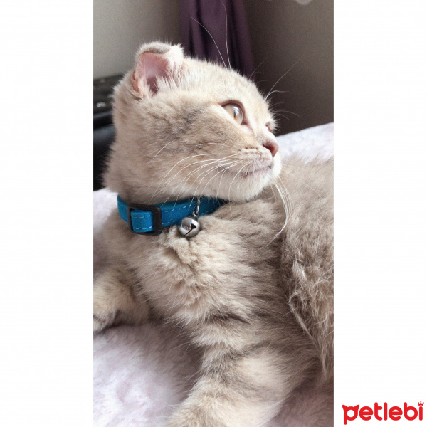 Scottish Fold, Kedi  leo fotoğrafı