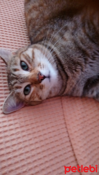 Tekir Kedi, Kedi  Pati fotoğrafı