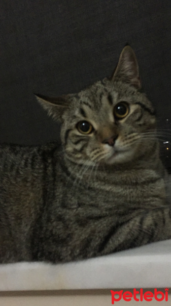 British Shorthair, Kedi  Loki fotoğrafı