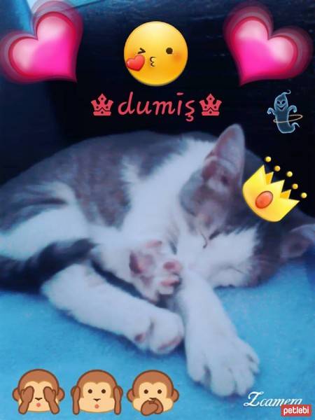 Sibirya Kedisi, Kedi  dumiş fotoğrafı