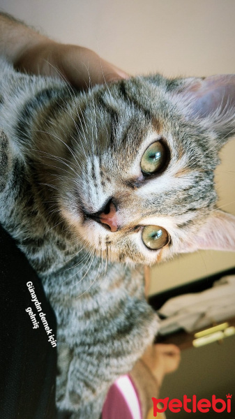 Tekir Kedi, Kedi  Titanik fotoğrafı