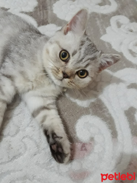 Soke, Kedi  miço fotoğrafı