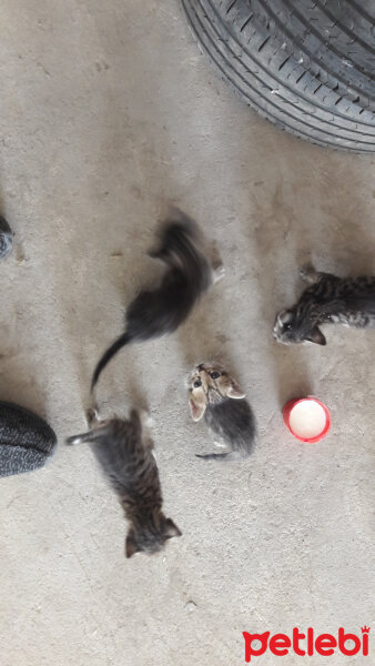 Ankara Kedisi, Kedi  Yavru kediler fotoğrafı