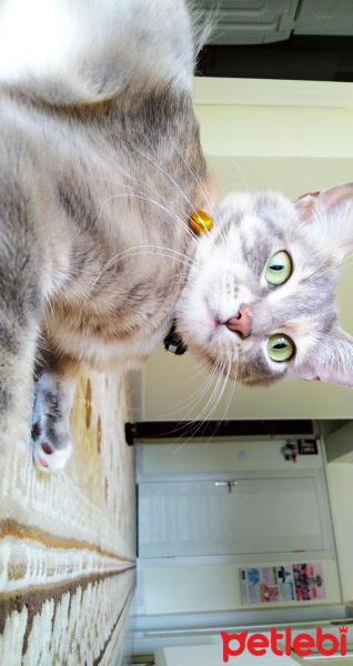 Tekir Kedi, Kedi  Duman fotoğrafı