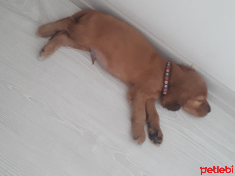 Amerikan Cocker Spaniel, Köpek  Tarçin fotoğrafı