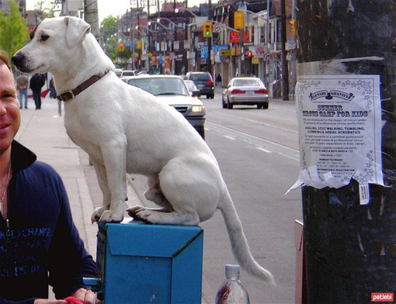 Akbaş, Köpek  Paşa fotoğrafı