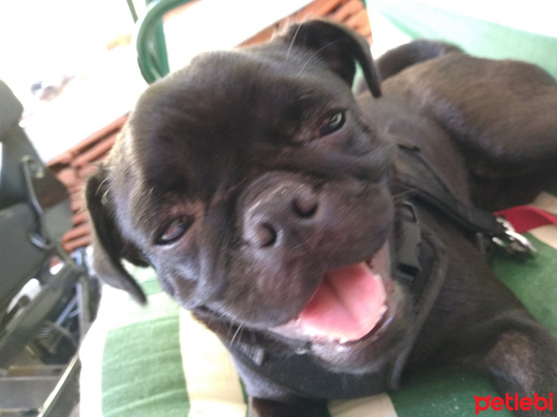 Pug, Köpek  Zeytin fotoğrafı