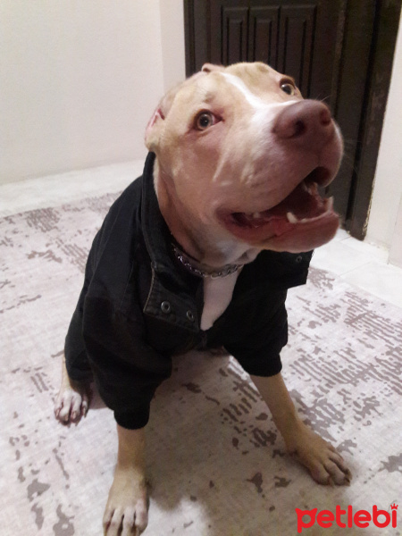 Amerikan Pitbull Terrier, Köpek  Algos fotoğrafı