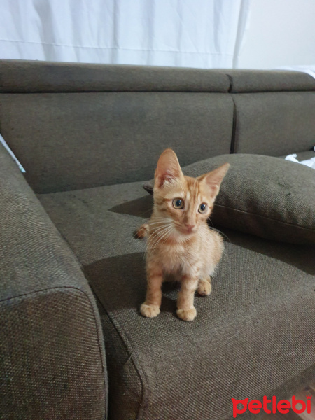 Sarman, Kedi  Elba fotoğrafı
