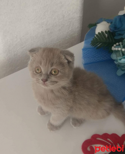 Scottish Fold, Kedi  Mia fotoğrafı