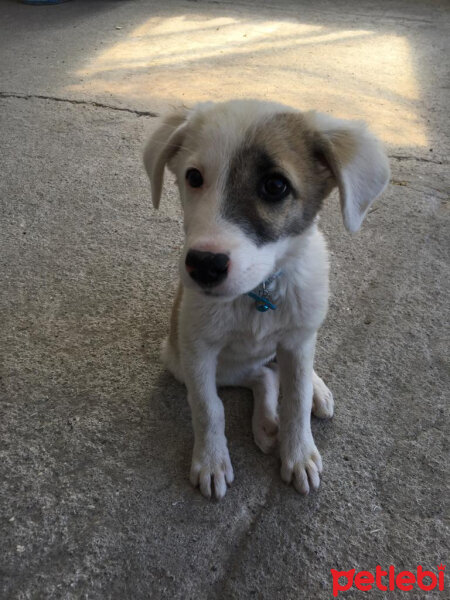 Sokö (Sokak Köpeği), Köpek  ÇAKIL fotoğrafı