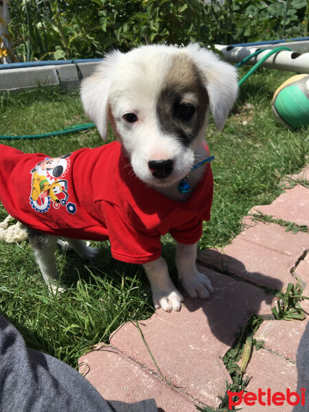 Sokö (Sokak Köpeği), Köpek  ÇAKIL fotoğrafı