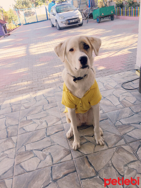 Sokö (Sokak Köpeği), Köpek  ÇAKIL fotoğrafı