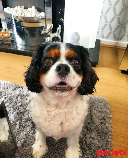 King Charles Spaniel, Köpek  Diona fotoğrafı