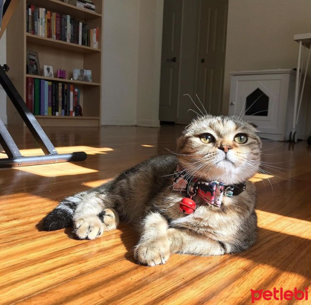 Scottish Fold, Kedi  Mia fotoğrafı