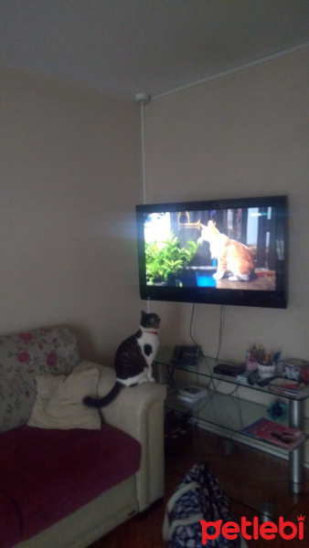Tekir Kedi, Kedi  Pofuduk fotoğrafı