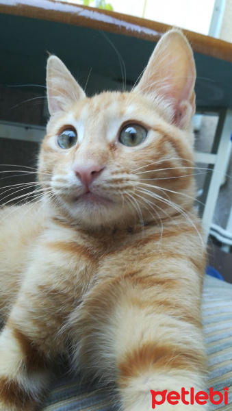 Sarman, Kedi  Garip fotoğrafı