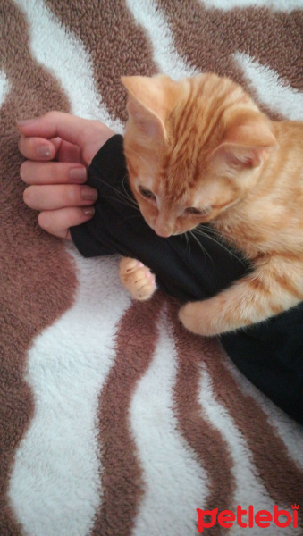 Sarman, Kedi  Garip fotoğrafı