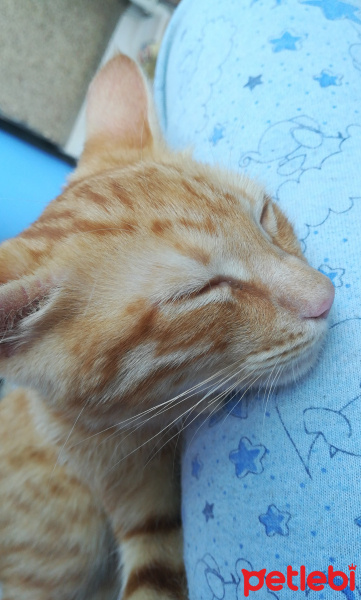 Sarman, Kedi  Garip fotoğrafı