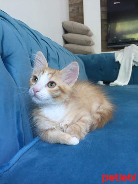 American Curl, Kedi  Garfield fotoğrafı