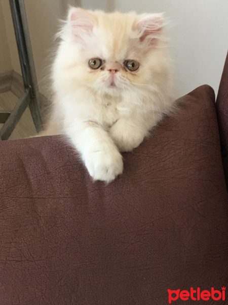 İran Kedisi (Persian), Kedi  SÖR fotoğrafı