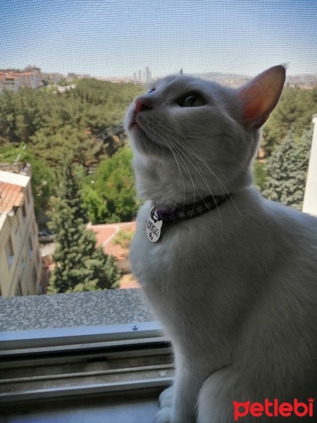 Ankara Kedisi, Kedi  Hera fotoğrafı