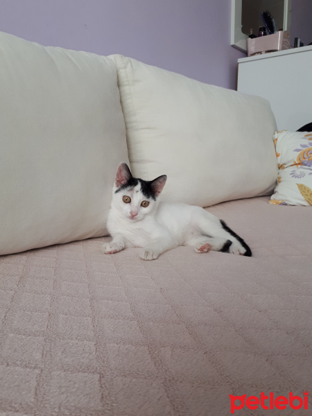 Tekir Kedi, Kedi  Pamuk fotoğrafı