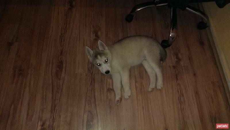 Sibirya Kurdu (Husky), Köpek  kuzey fotoğrafı
