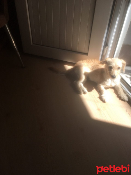 Golden Retriever, Köpek  Çaça fotoğrafı