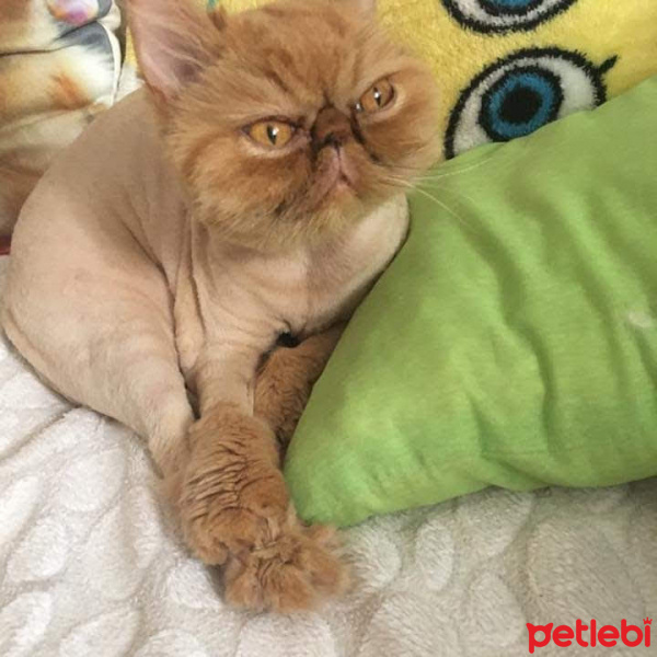 İran Kedisi (Persian), Kedi  Maria fotoğrafı